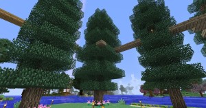 Tall Trees & Walkway